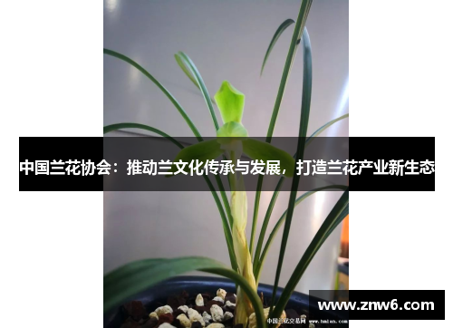 中国兰花协会:推动兰文化传承与发展,打造兰花产业新生态 中国兰花协会:推动兰文化传承与发展,打造兰花产业新生态